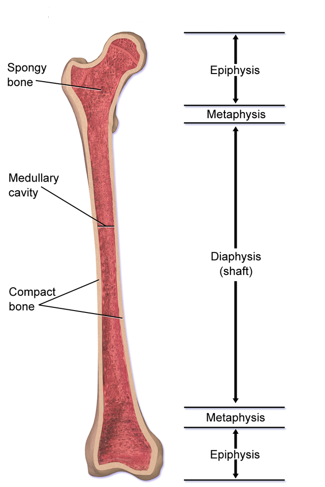 The Epiphyseal Plate: Unveiling the Secrets of Human Growth