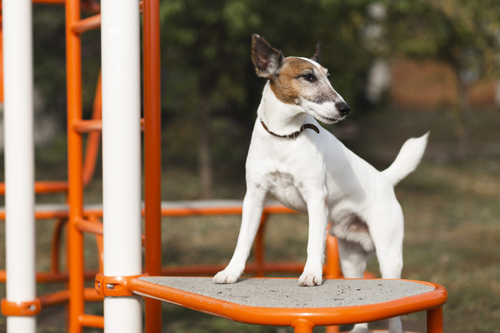 Dog Treadmill